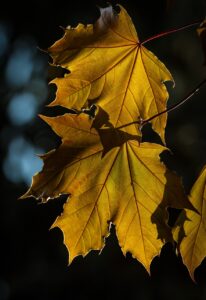 leaves, maple, autumn, foliage, plant, nature, fall, season, growth, botany, maple, maple, maple, autumn, autumn, autumn, autumn, autumn, foliage, fall, fall, fall, fall